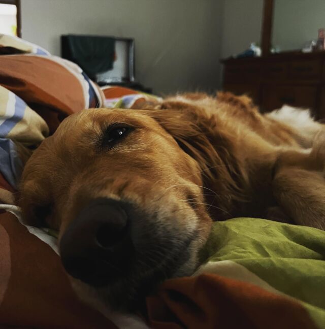 Last snuggle with my favorite golden floof. 💛 When I resigned, I knew there was a chance that I would have to say goodbye to Luna. It was one of the things that made the decision the hardest. I was so relieved when I thought we had the perfect plan worked out where she could still live with me and go to school each day with a teacher friend. Unfortunately, I was told last week that the plan had changed. I had to say goodbye today and will miss this floof so much. 

“There is a sacredness in tears. They are not a mark of weakness, but of power. They speak more eloquently than ten thousand tongues. They are the messengers of overwhelming grief, of deep contrition and of unspeakable love.” -Washington Irving